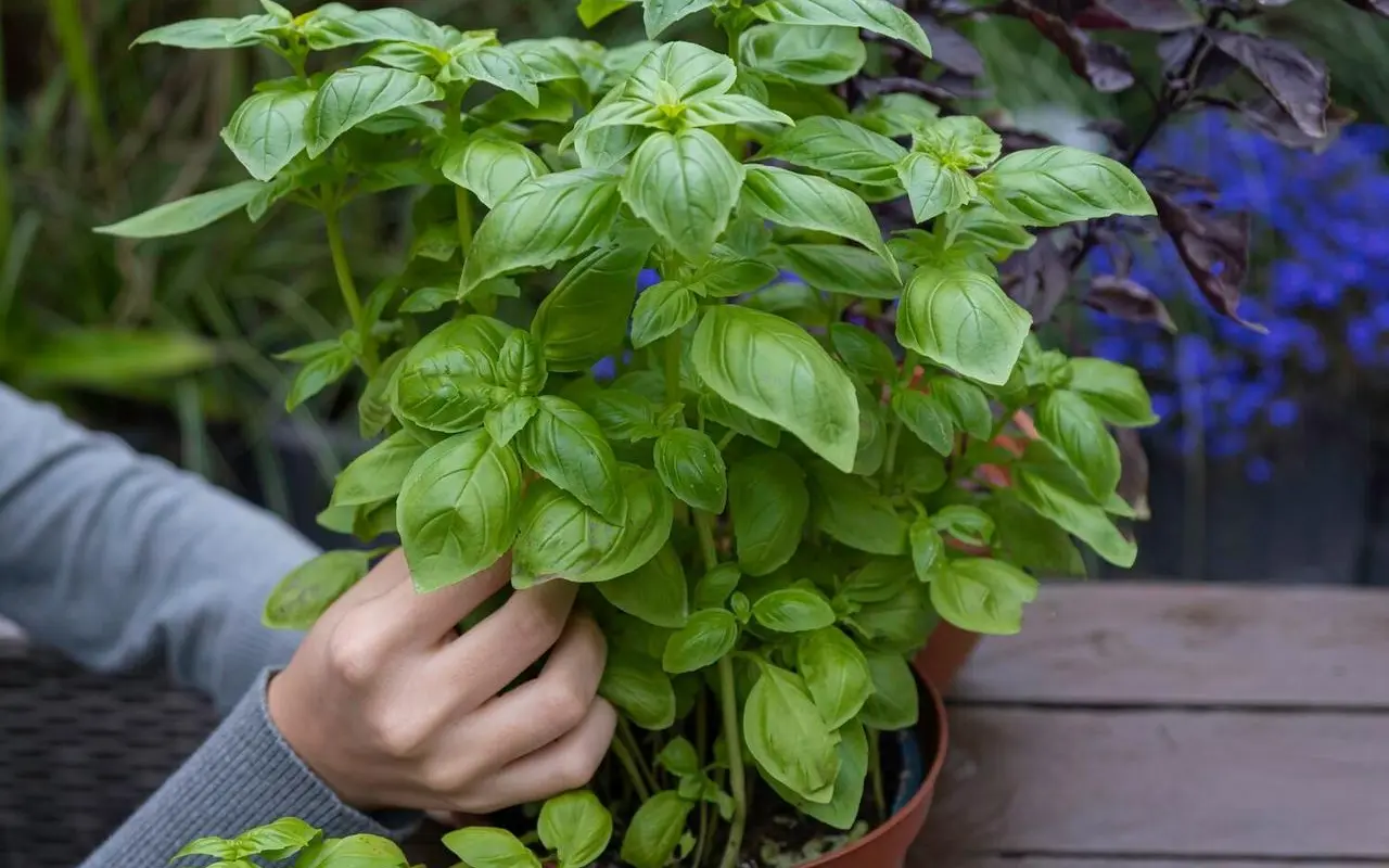 Domowa uprawa ziół – jak zacząć bez ogrodu?